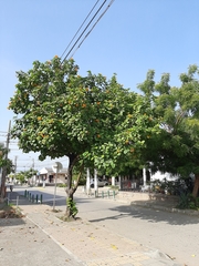 Cordia sebestena