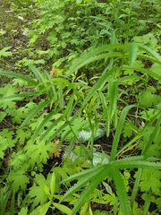 Sanguisorba parviflora