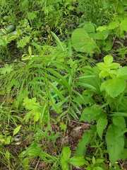 Sanguisorba parviflora