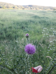 Carduus acanthoides