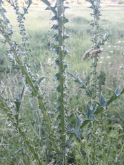 Carduus acanthoides