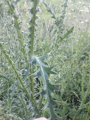 Carduus acanthoides