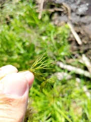 Ceratophyllum echinatum