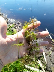 Ceratophyllum echinatum