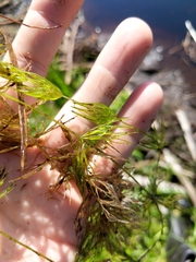 Ceratophyllum echinatum