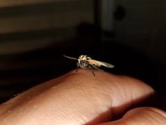 Apantesis phalerata