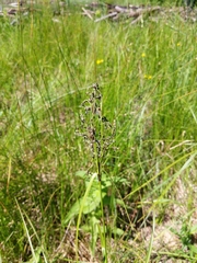 Scirpus atrocinctus