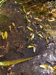 Potamogeton epihydrus