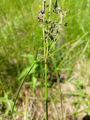 Scirpus atrocinctus