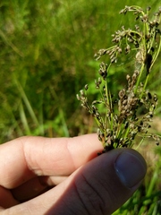 Scirpus atrocinctus
