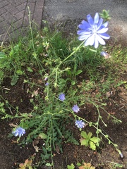 Cichorium intybus