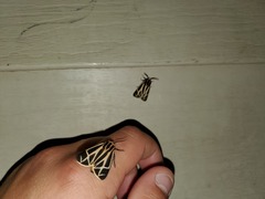 Apantesis nais
