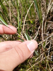 Andromeda polifolia latifolia