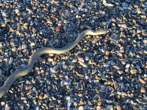 Eastern Yellow-bellied Racer photographed in North Dakota
