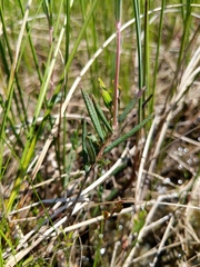 Andromeda polifolia latifolia