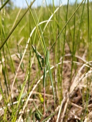Andromeda polifolia latifolia