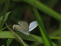 Catochrysops panormus exiguus