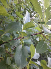 Rhamnus cathartica