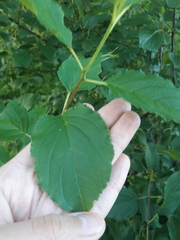Rhamnus cathartica