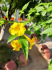 Tecoma stans