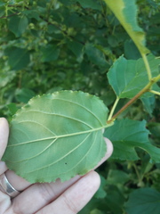 Rhamnus cathartica