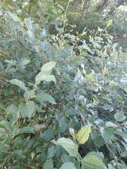 Rhamnus cathartica