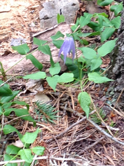 Clematis occidentalis grosseserrata