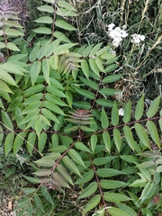 Ailanthus altissima