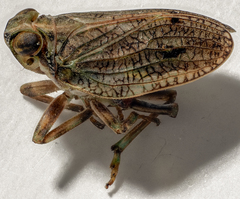 Issus coleoptratus