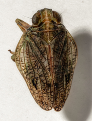 Issus coleoptratus