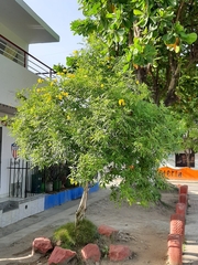 Tecoma stans