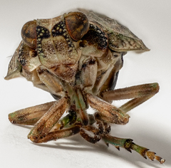 Issus coleoptratus
