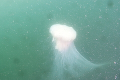 Cyanea nozakii