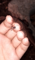 Araneae