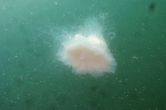Cyanea nozakii