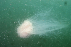Cyanea nozakii