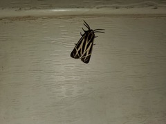 Apantesis nais