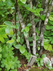 Cotoneaster dielsianus
