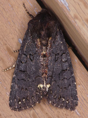 Melanchra assimilis