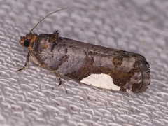 Hedya chionosema