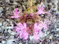 Thymus villosus