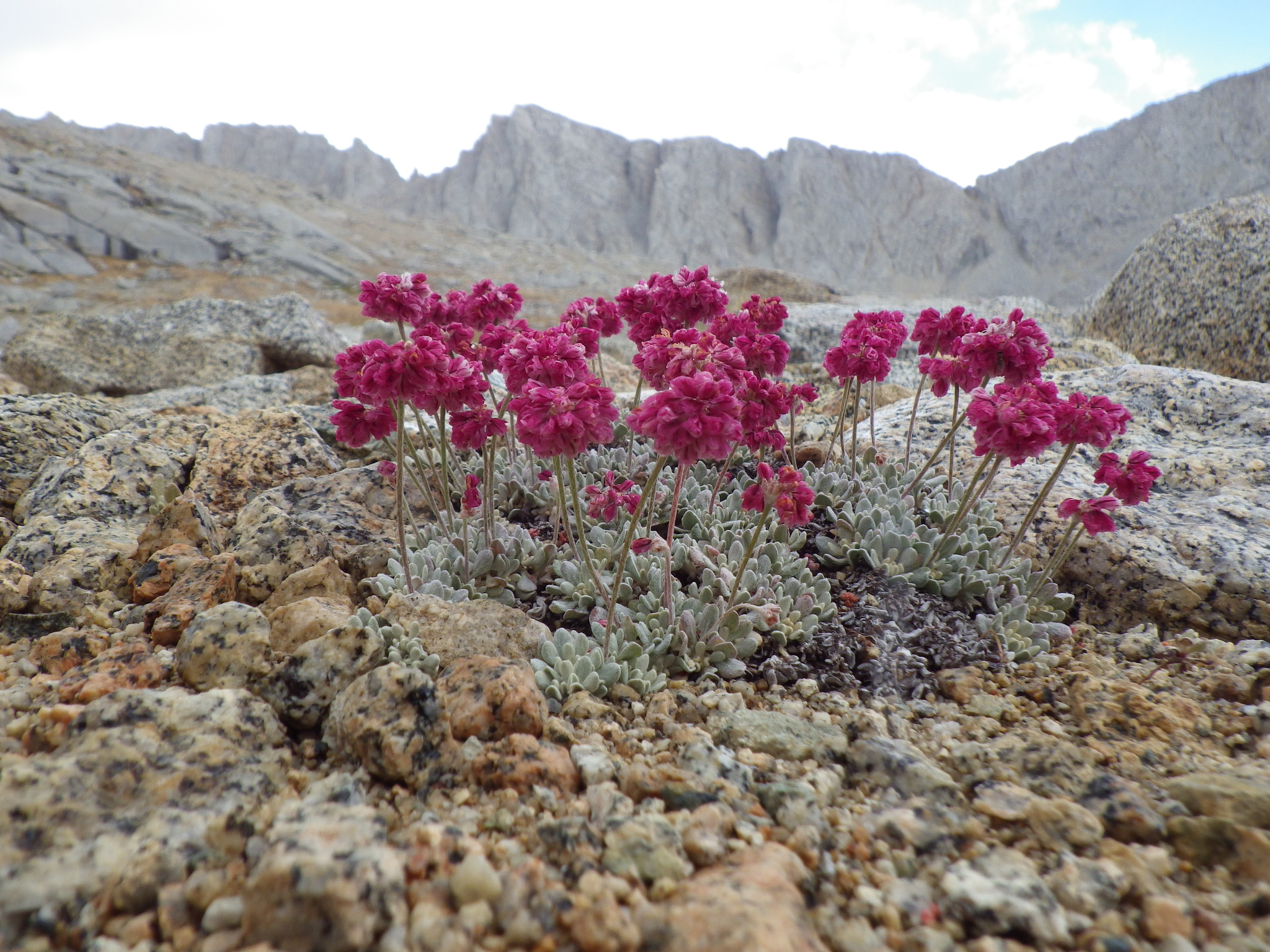 Eriogonum ovalifolium var. nivale