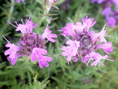 Thymus villosus