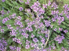 Thymus villosus