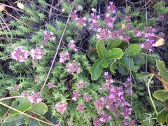 Thymus villosus