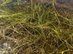 Schoenoplectus subterminalis