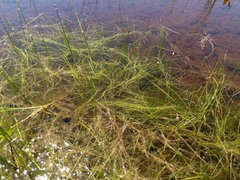 Schoenoplectus subterminalis