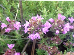 Thymus villosus