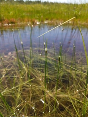 Schoenoplectus subterminalis