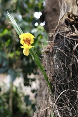 Lockhartia oerstedii